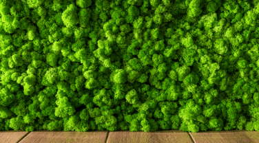 Biophilic Office Design: The Science, Benefits and Examples