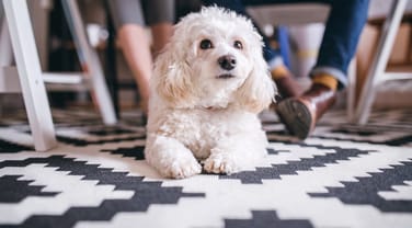 In Pictures: 8 Dog-Friendly Offices in London