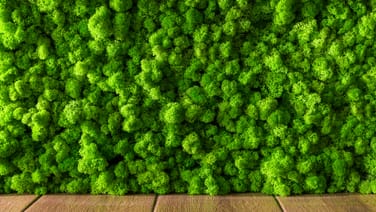 Biophilic Office Design: The Science, Benefits and Examples