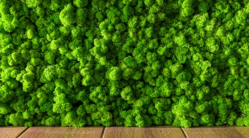 Biophilic Office Design: The Science, Benefits and Examples