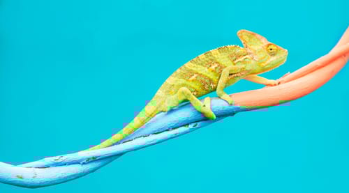 3 Reasons Why Businesses Fail to Adapt (And How to Get it Right)