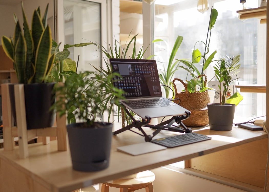 Home office plants