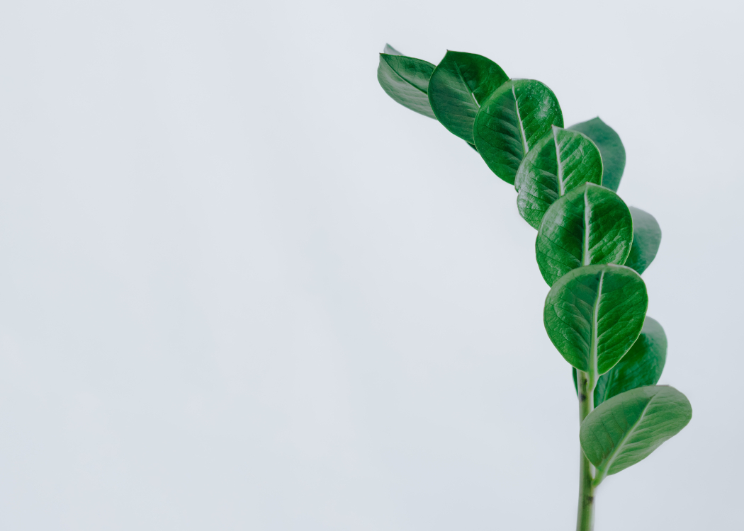 an emerald palm in the office