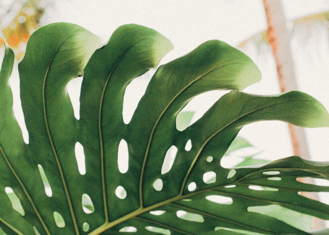 the swiss cheese plant