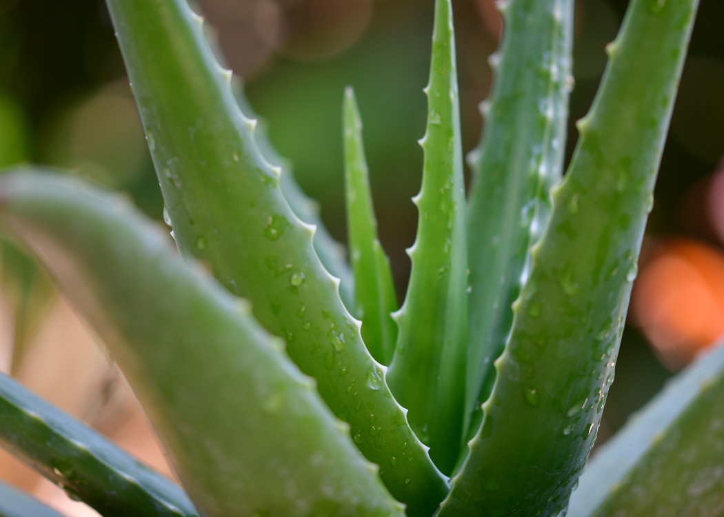 aloe vera in the office